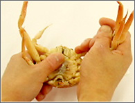 （3）甲羅の中央を押さえながら、片側の全ての指を持って上に折り曲げる。