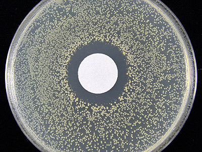 黄色ブドウ球菌阻止帯試験